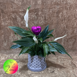 Vida que crece contigo