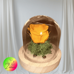 mini cupula flores preservadas